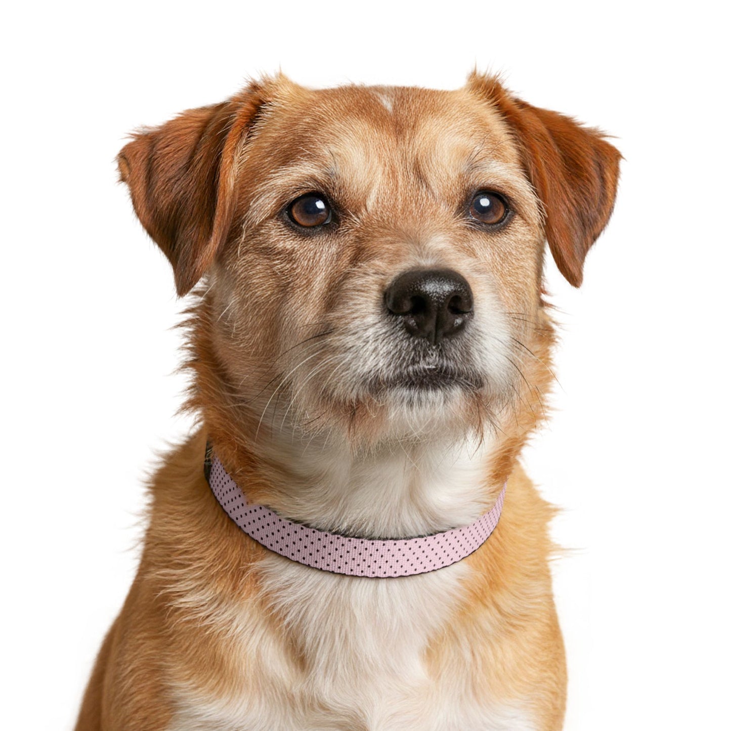 Fur Baby Pink Mocha Dotted Clip-On Pet Collar — Adjustable Lightweight Dog & Cat Collar