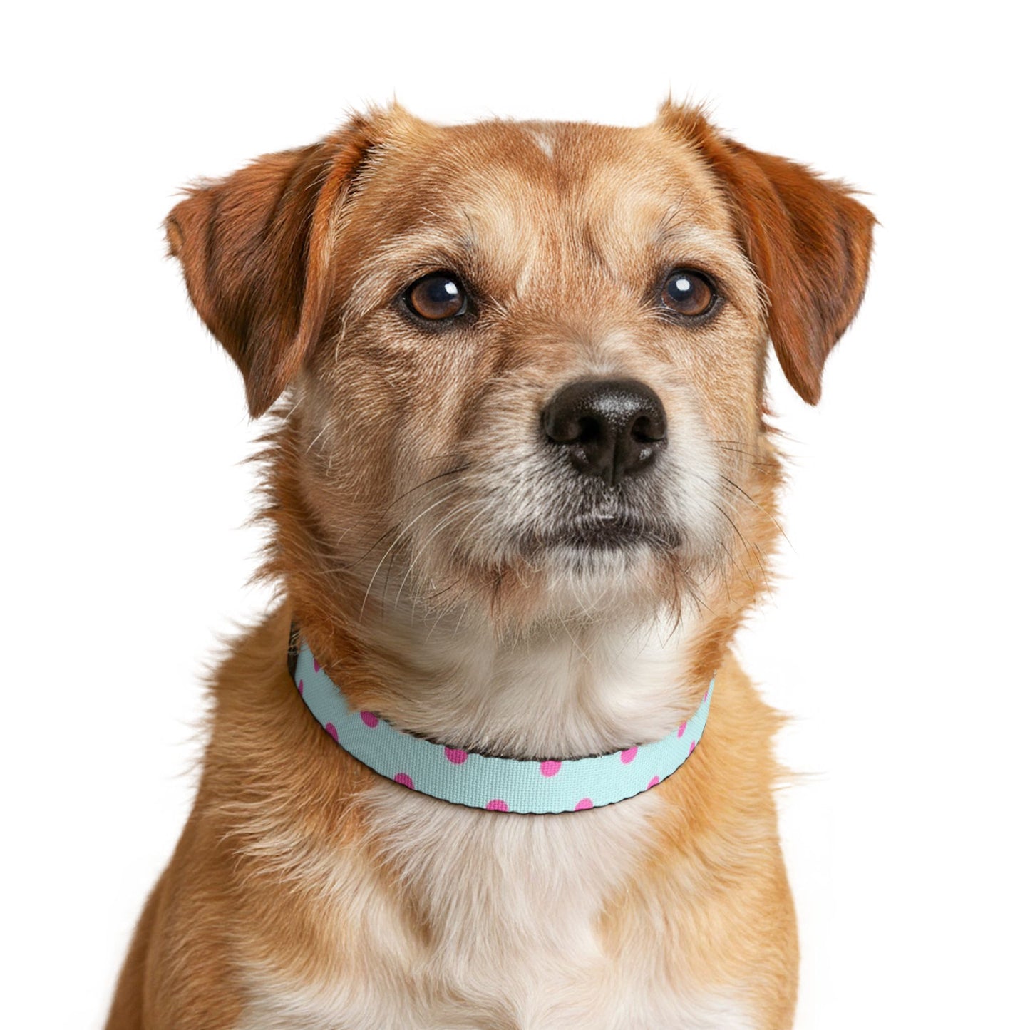 Fur Baby Mint Pink Polka Dot Clip-On Pet Collar — Lightweight Dog & Cat Collar